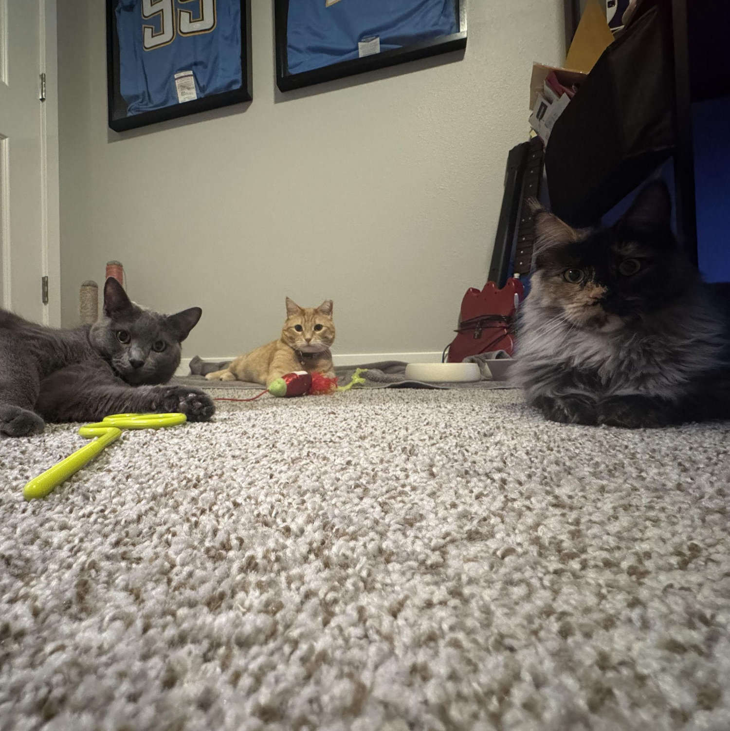 Our three cat children in a rare photograph together: Rowan, Marigold and Sylvie.