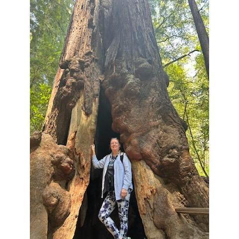 Redwood National Forest, CA.