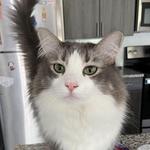 Purrfecto Cat Lounge