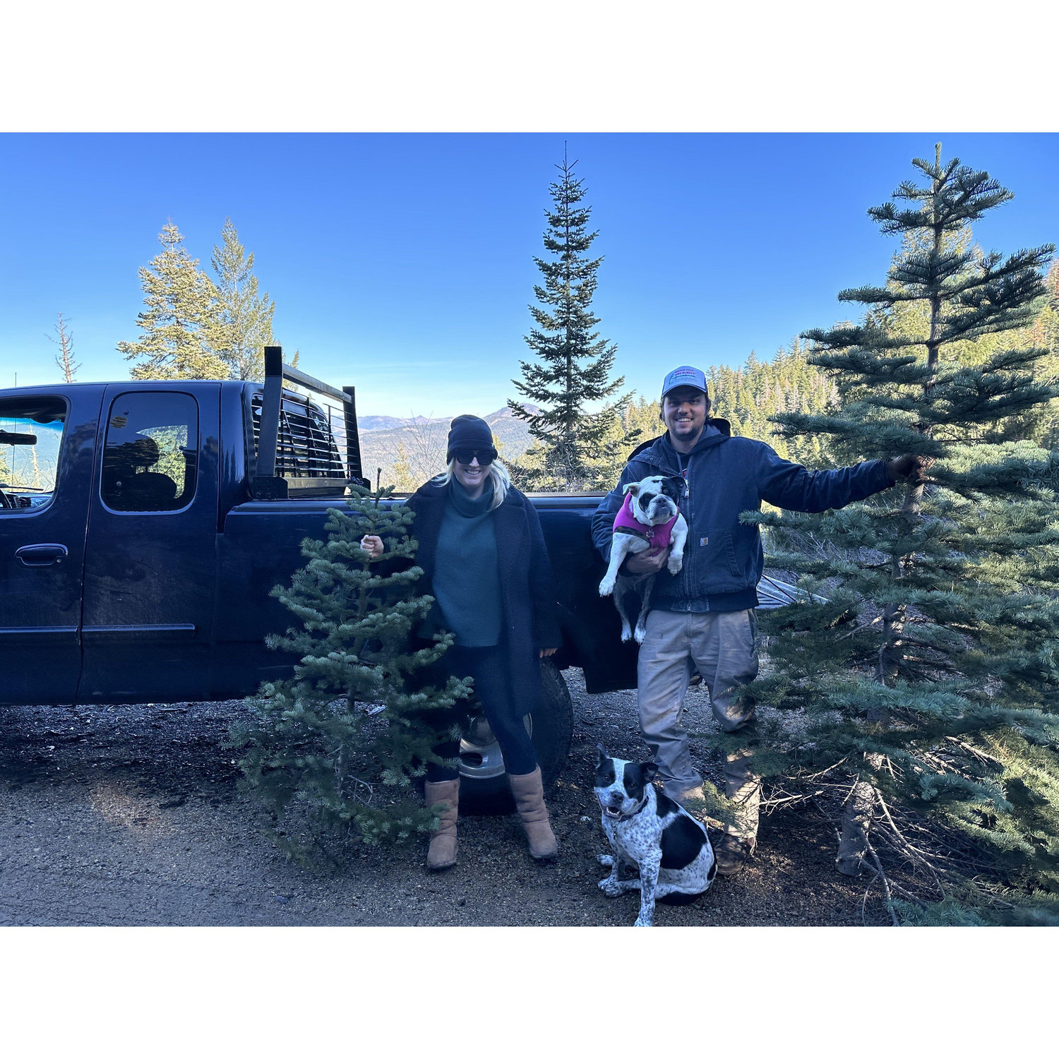 Christmas tree hunting in 2023