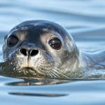 Maine State Sea Kayak (Kayaking Tour)
