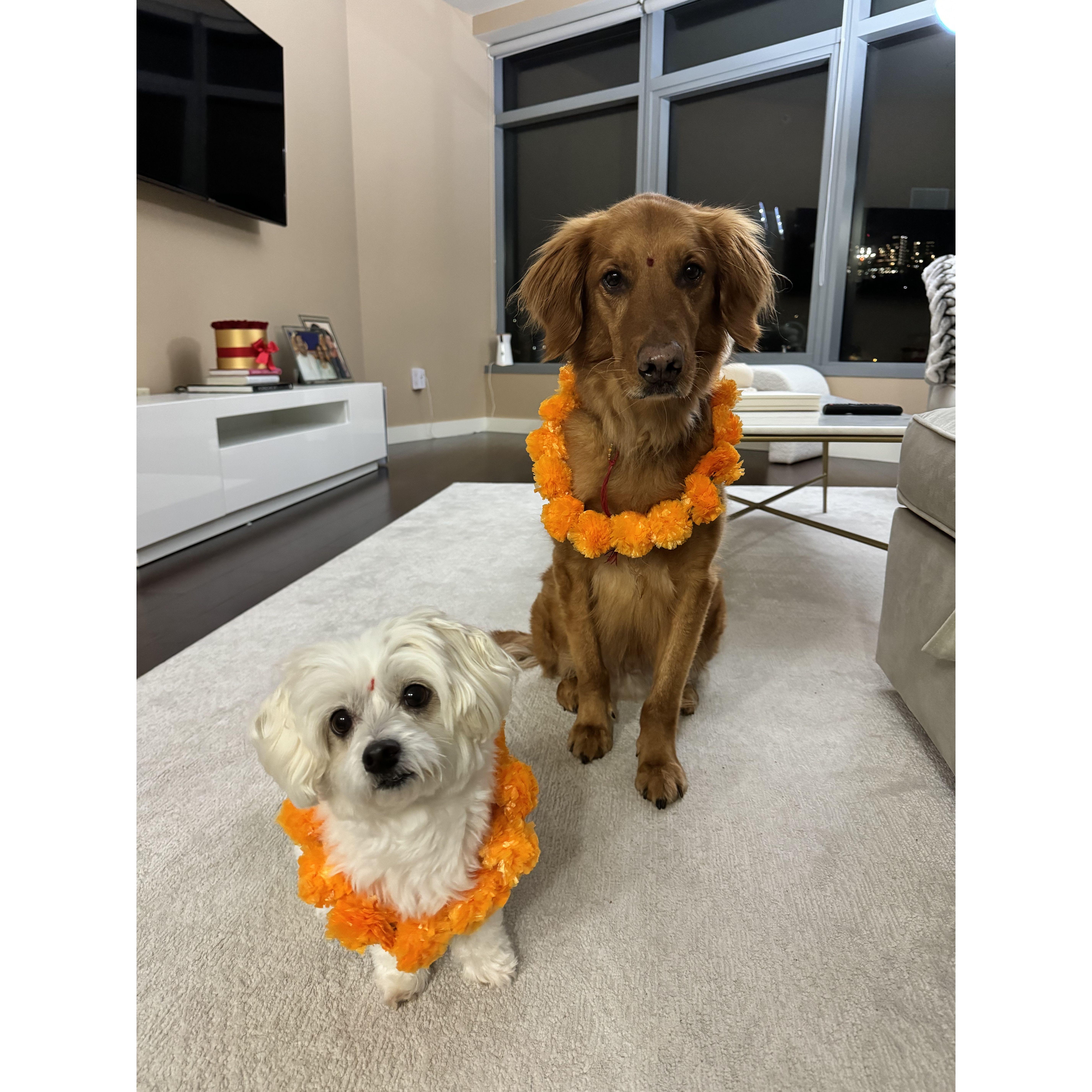 Our purfect' fur babies, Prince Dharia & Lilly Patel