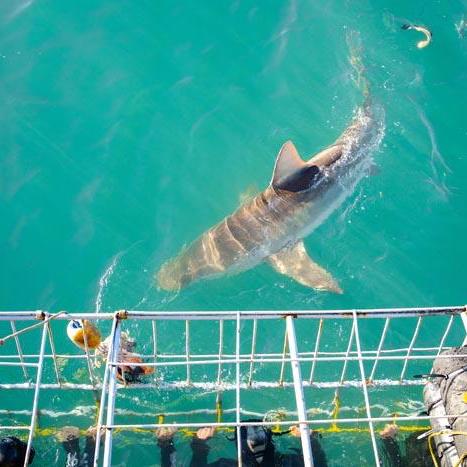 Cage Diving with Sharks - Honeymoon!