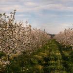 Finnriver Farm and Cidery