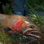 Get Fishy