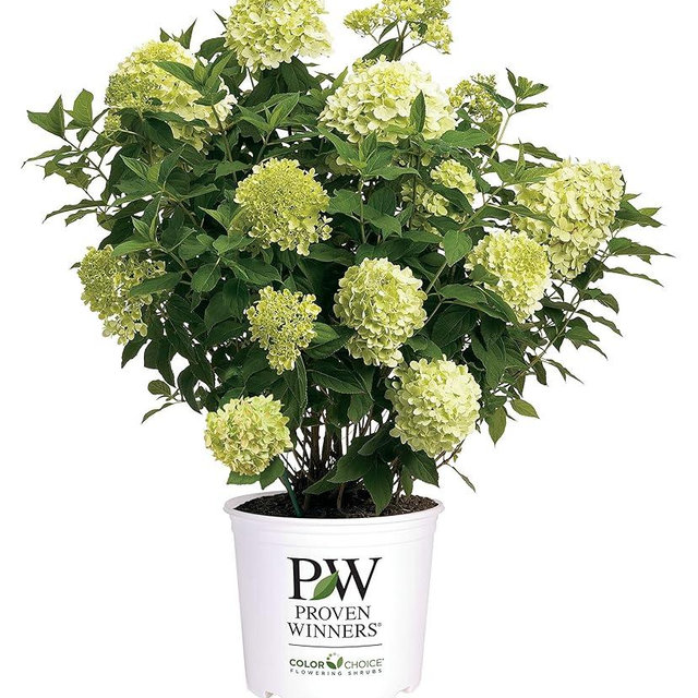 2 Gal. Limelight Prime Hydrangea Shrub