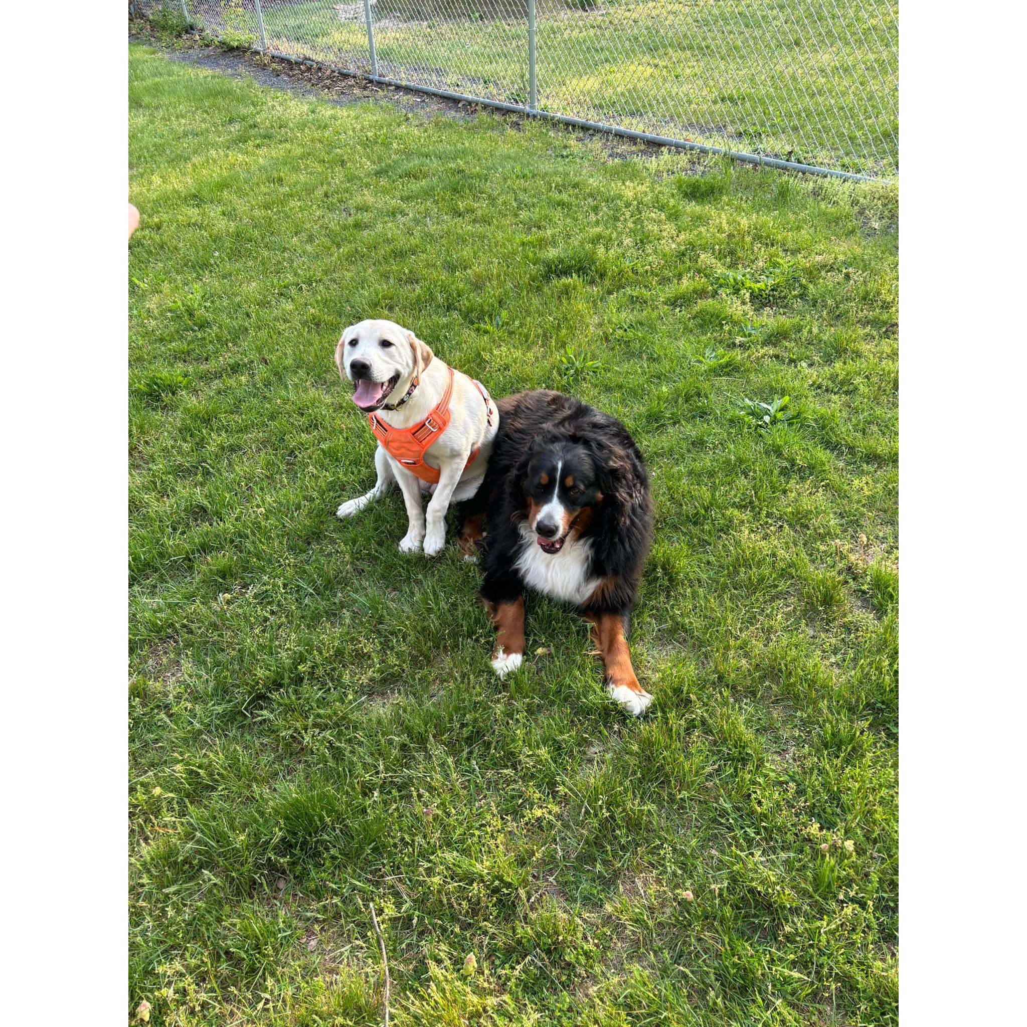 Our puppies