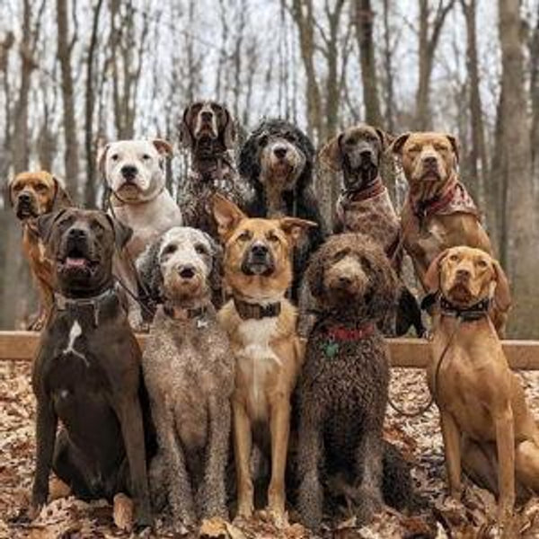 Doggy Camp for Zori