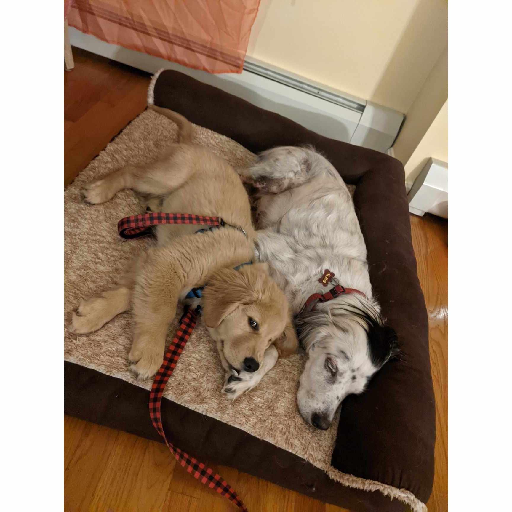 Chapter Four: The Family