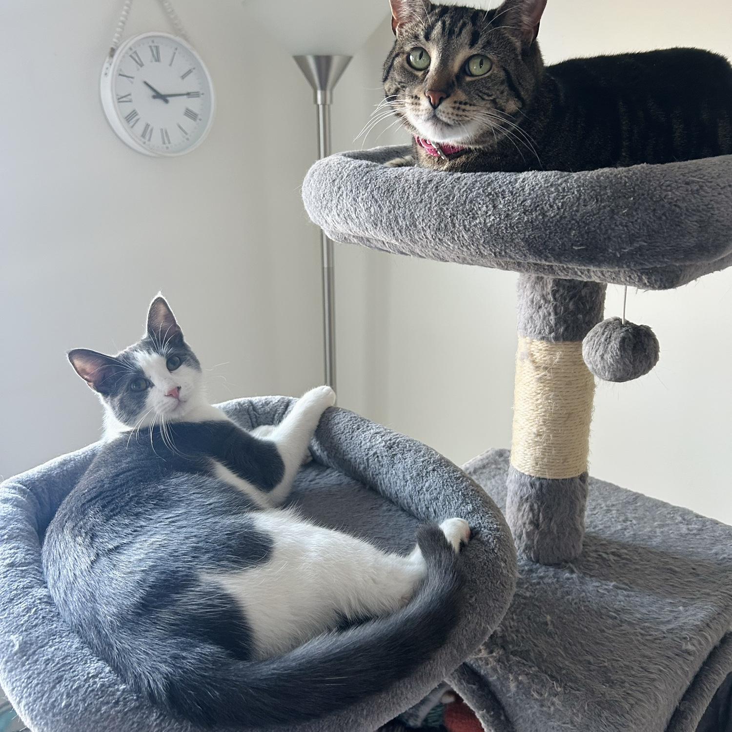 Charlotte and Penelope… our babies :)