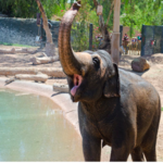 The Phoenix Zoo