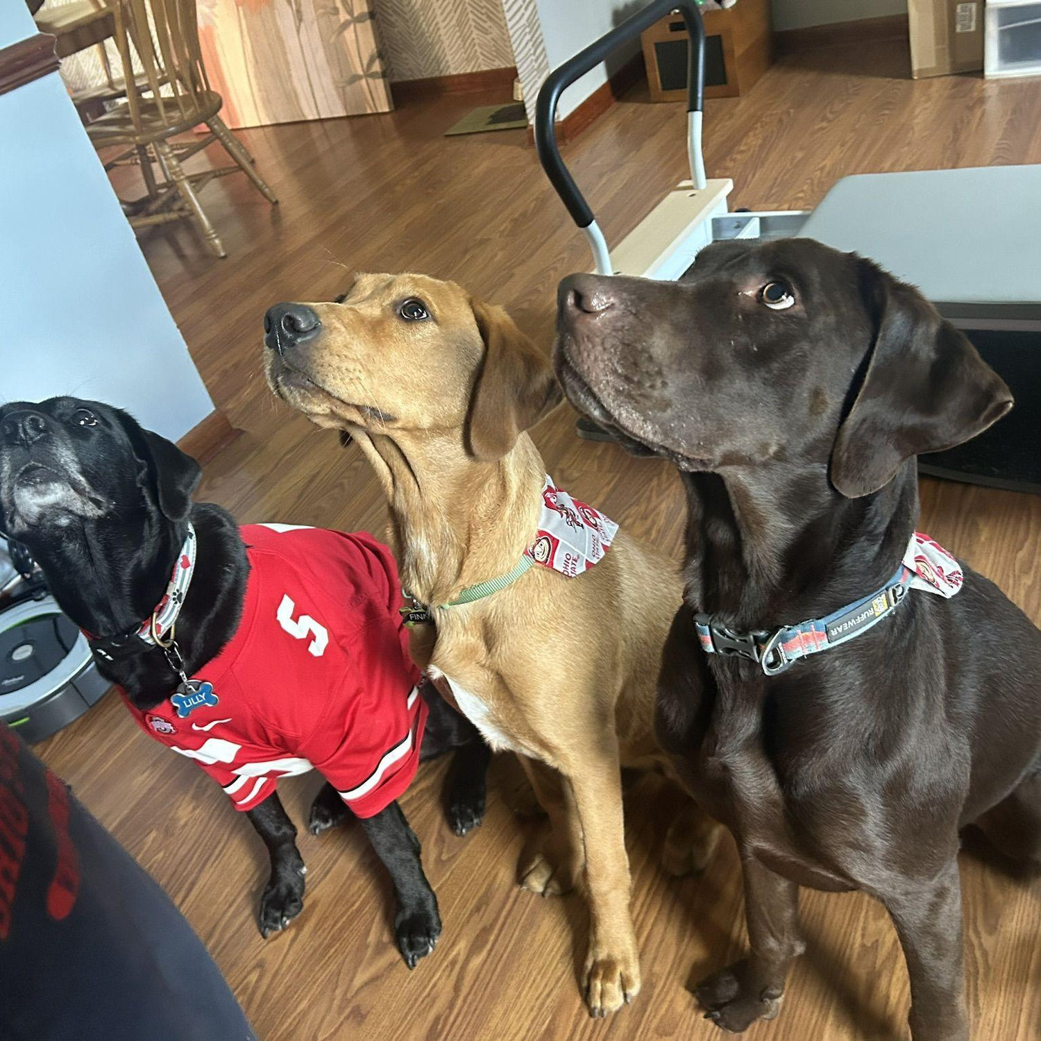 Lilly, Finn, Scout