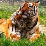 Space Farms: Zoo & Museum