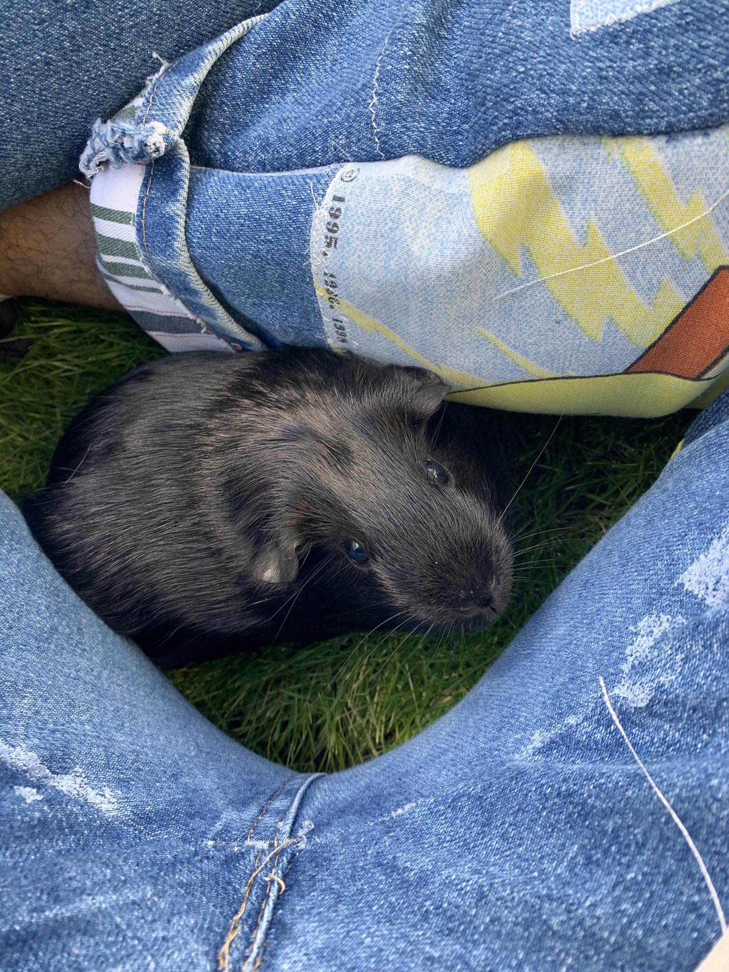 Our oldest piggie, Coco Suavé Julian.