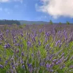 Ali'i Kula Lavender Farm