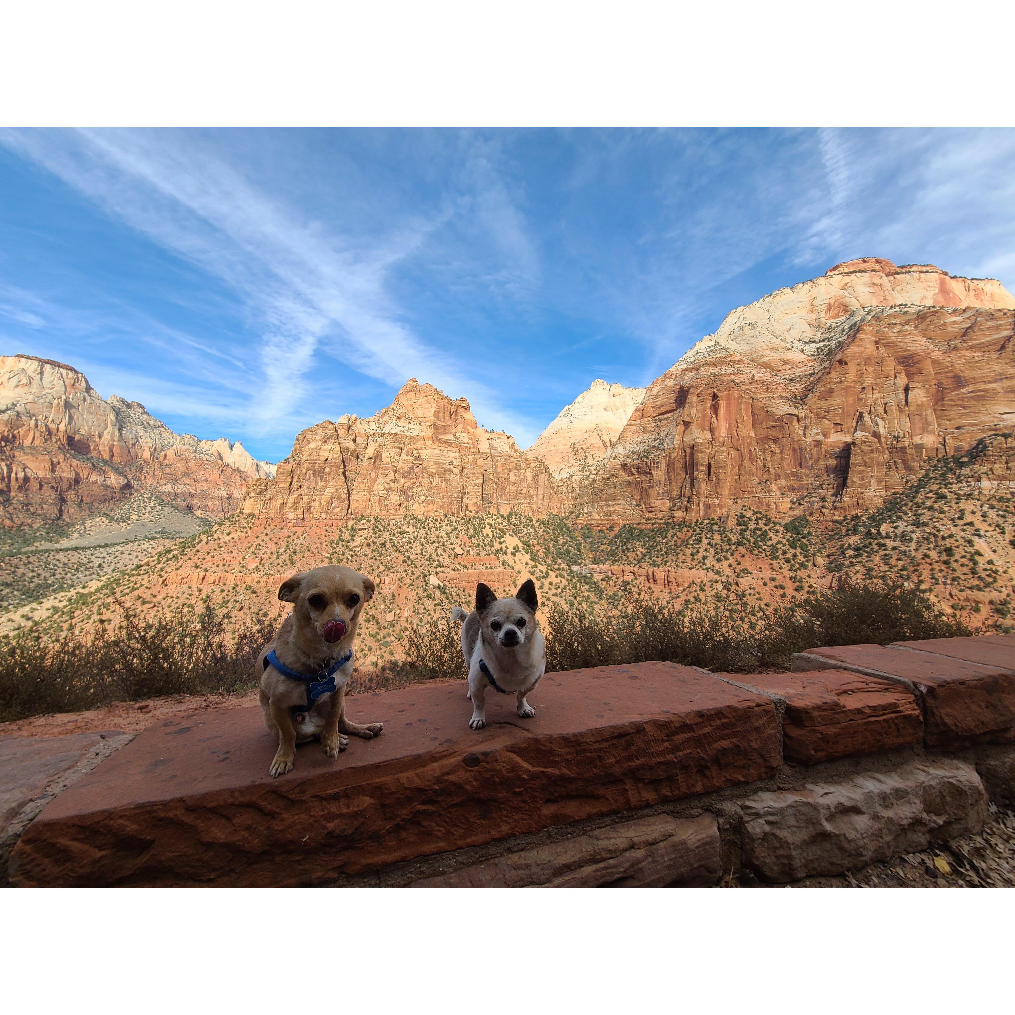 We take them on all of our adventures!