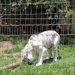 Hollywild Animal Park