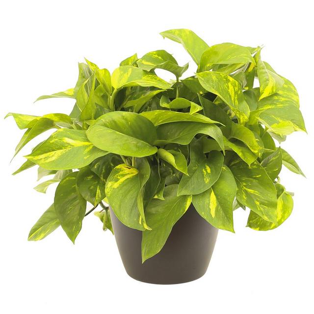 Cactus and Tropicals Pothos Plant