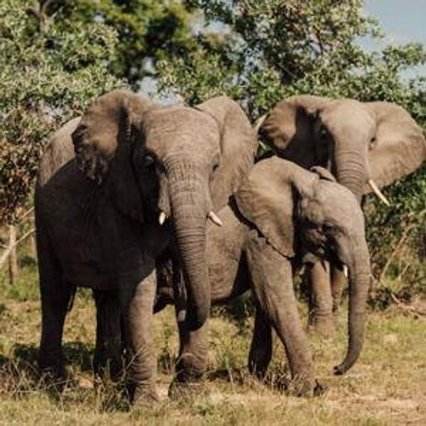 Honeymoon to South Africa