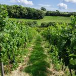 Looe Valley Vineyard