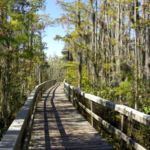 Grand Bay Wildlife Management Area