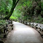 Henry Cowell Redwoods State Park