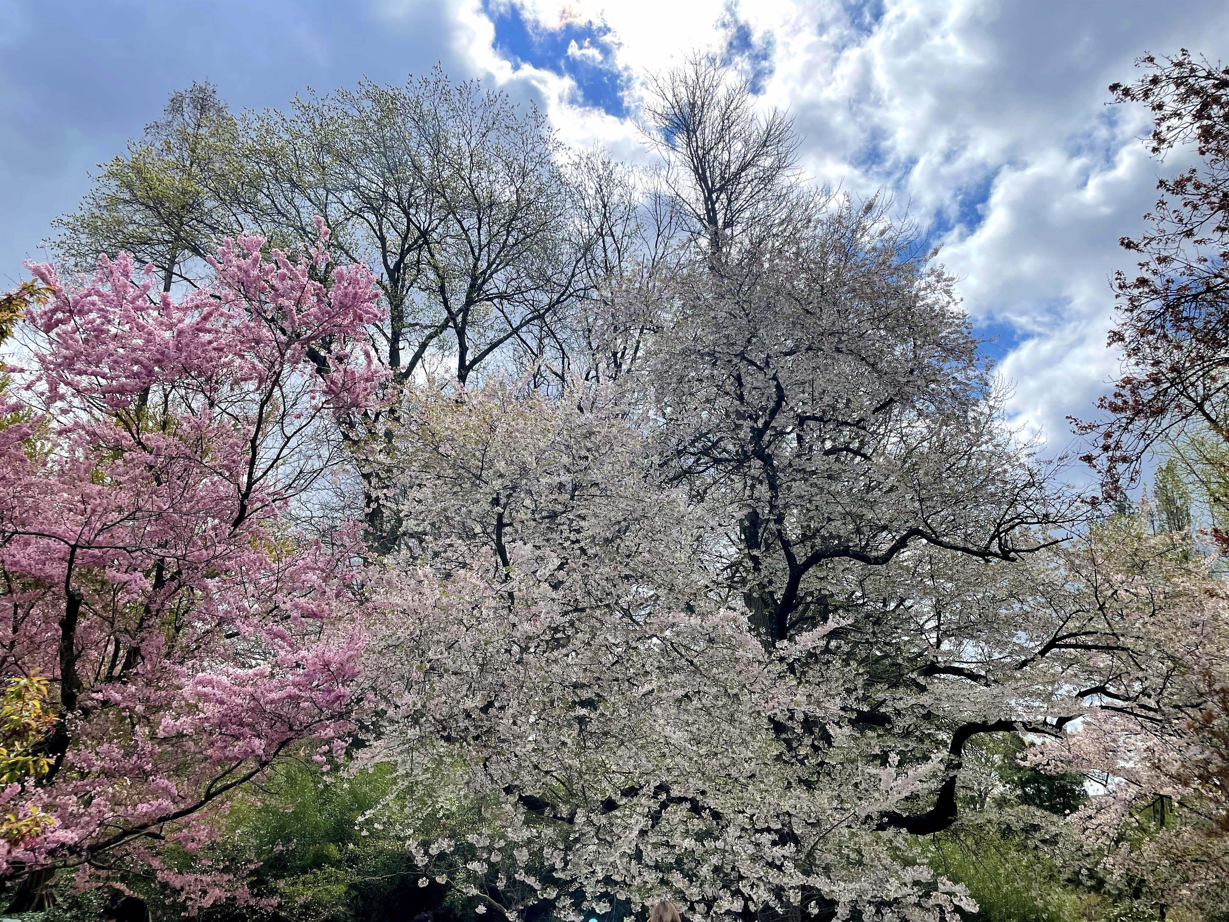 The Wedding Website of Julia Kodysh and Tyler Singletary