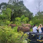 Minneriya National Park (safari with wild elephants)/Национальный парк Миннерия (сафари со слонами)
