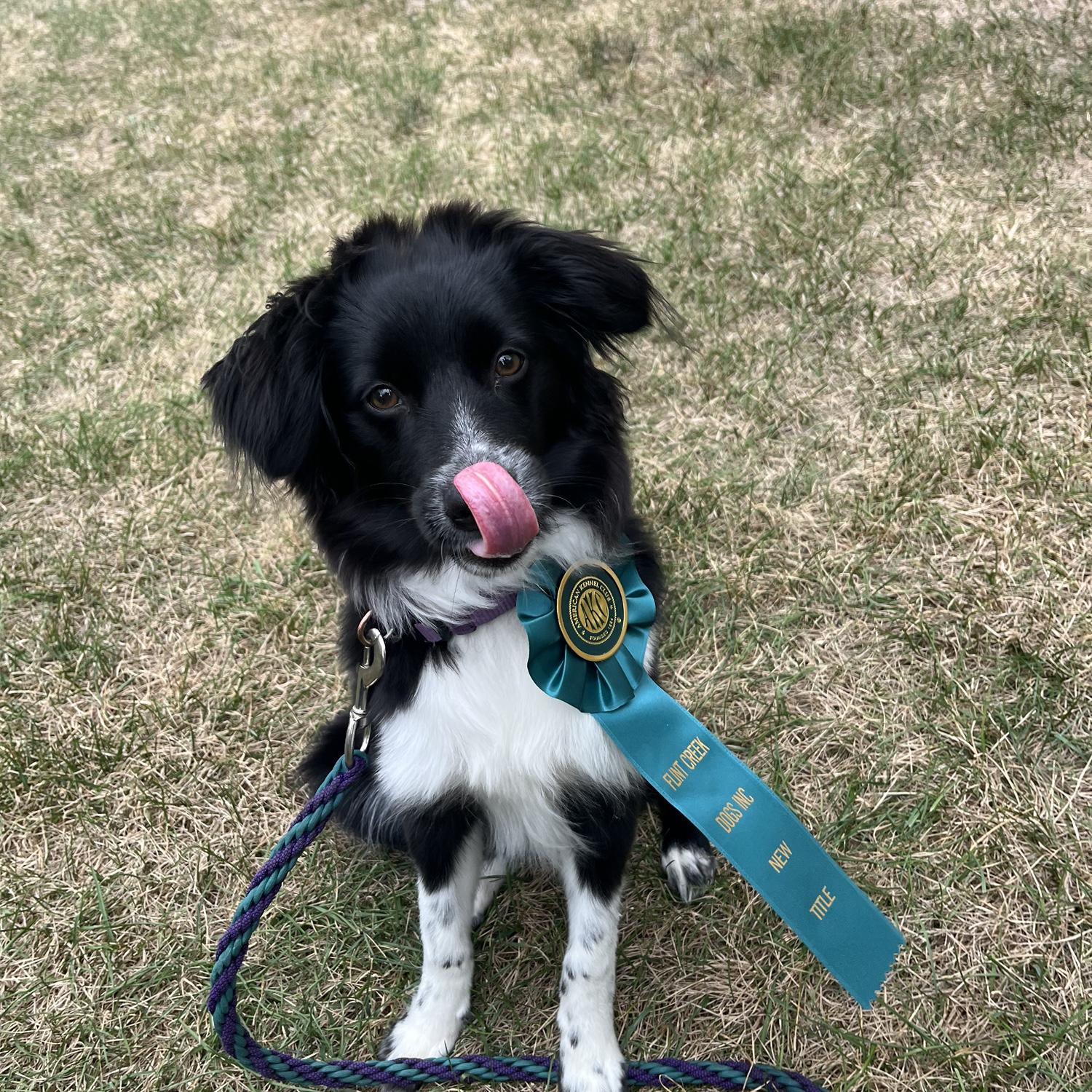 Our dog, Meera!