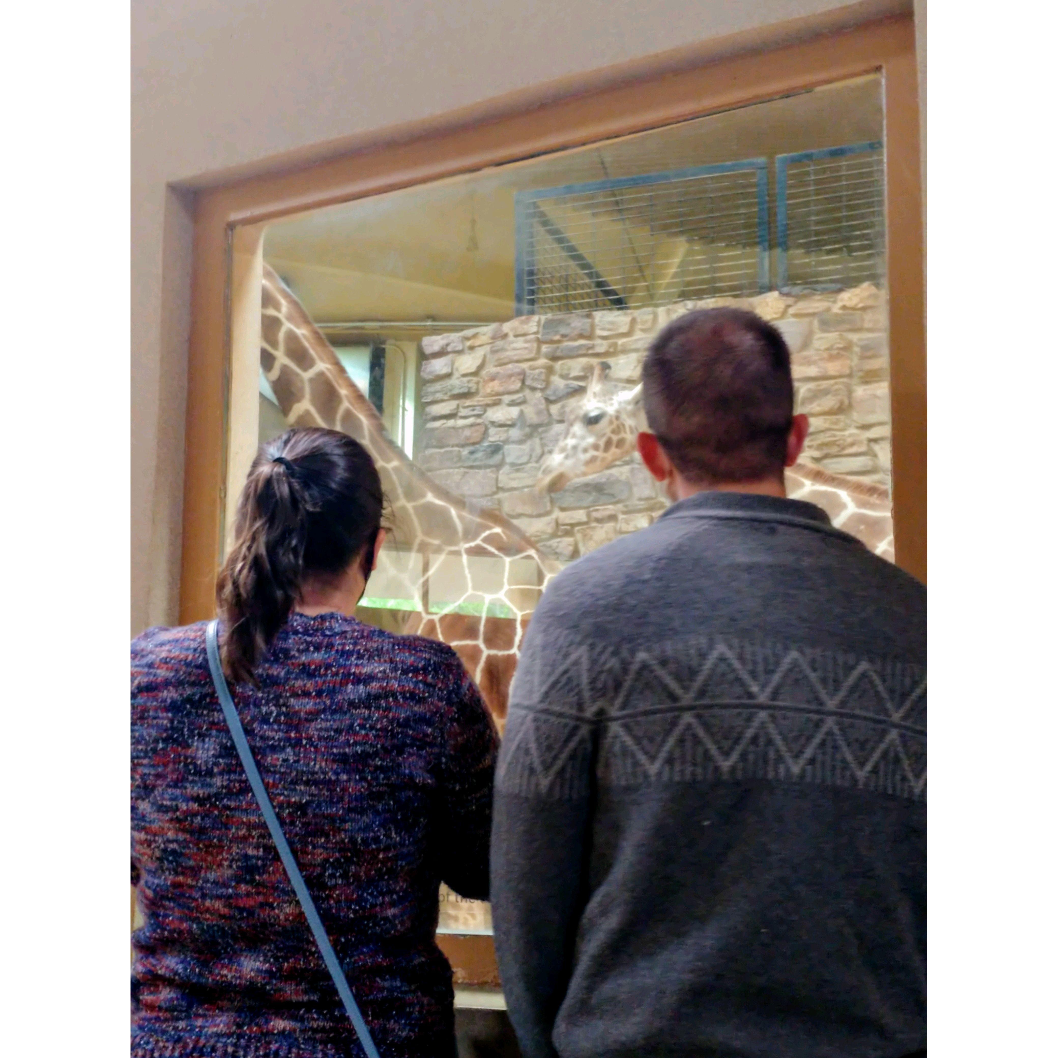 Peepin' the giraffes at the Baltimore Zoo