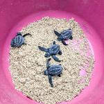 Tortugueros Las Playitas A.C.