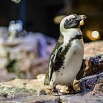 New England Aquarium