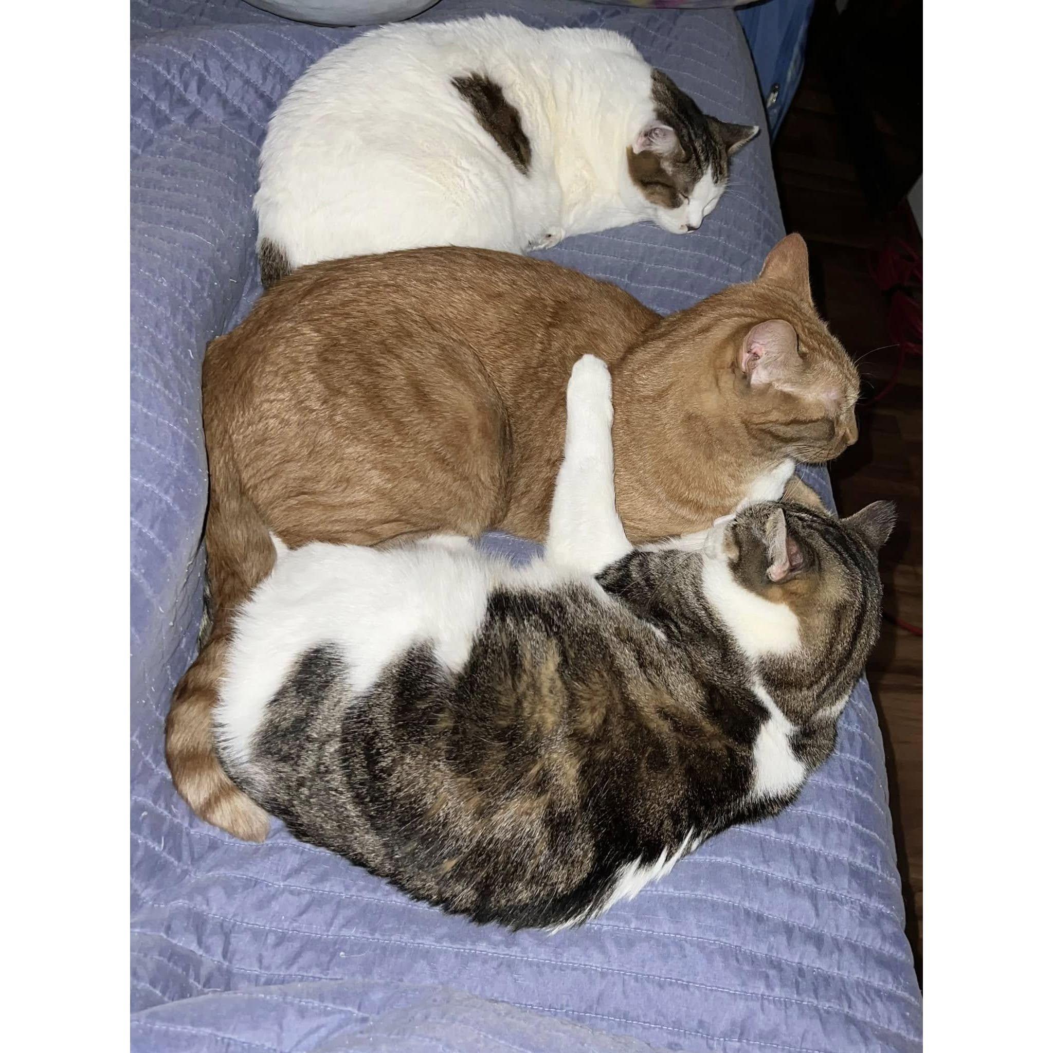 We became a family of 5 with our babies Skarlet, Daisy, and Gus.