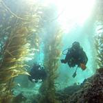 Scuba Diving