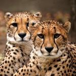 Roger Williams Park Zoo