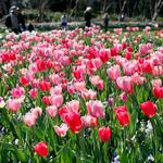 The Dallas Arboretum and Botanical Garden