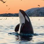 Eagle Wing Whale & Wildlife Tours