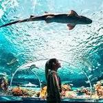 Ripley's Aquarium of Canada