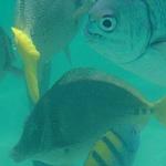 Snorkeling at Lovers Beach