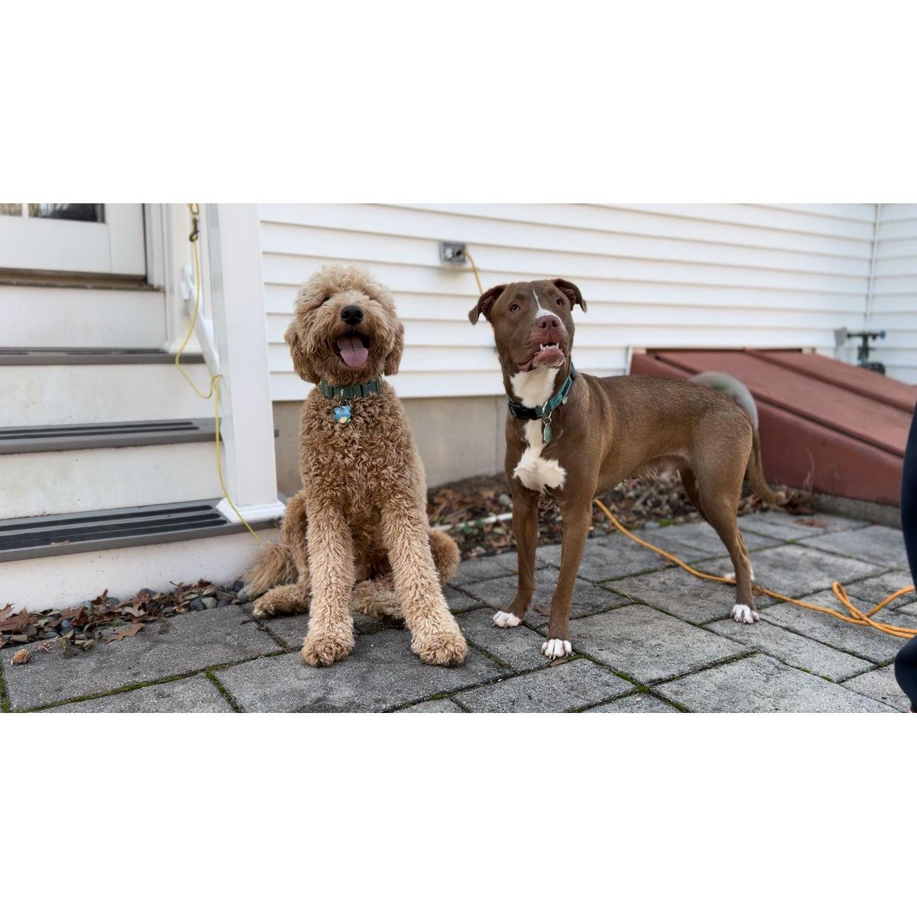 Our favorite boys, Oliver and Chester!