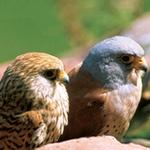 Sterna Aveiro Ria Tours & Birdwatching