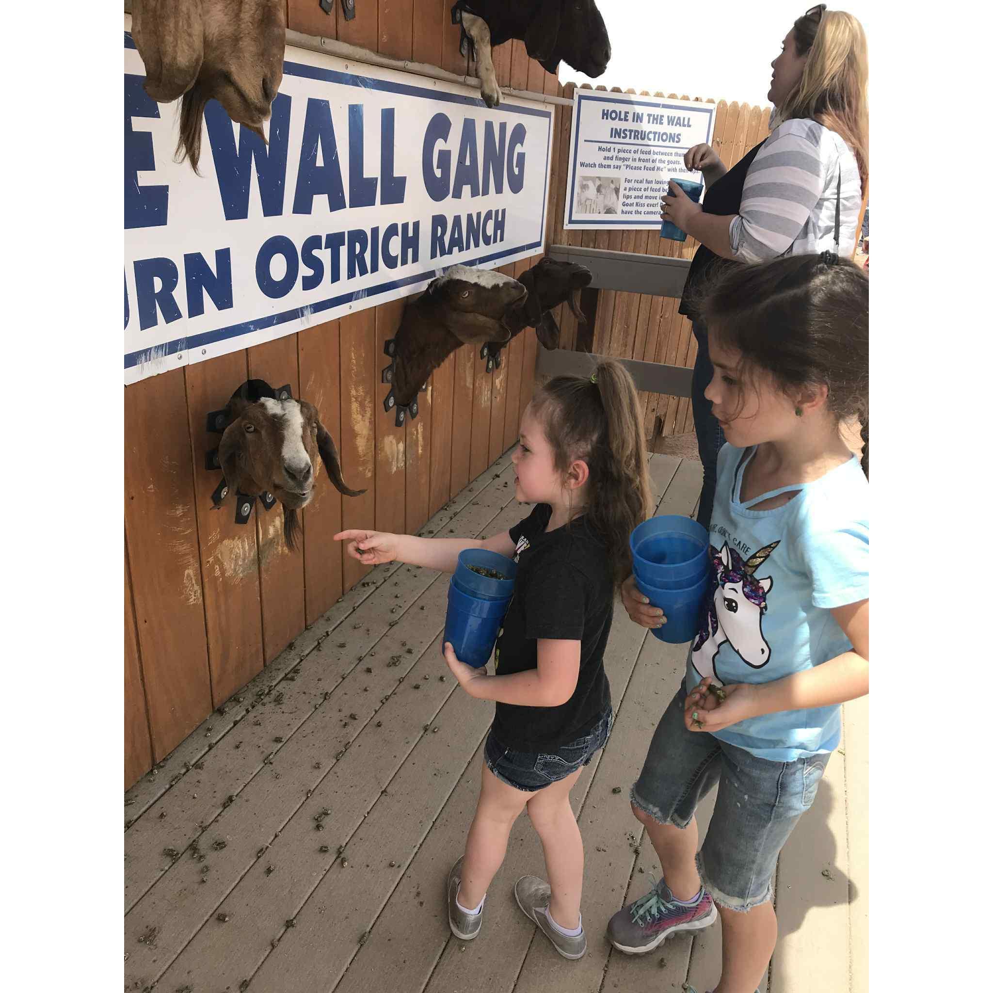 Why was the goat looking at me like that...lol