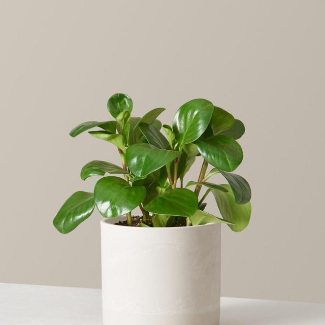 Peperomia Obtusifolia