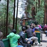 Roaring Camp Steam-Train through the Redwoods