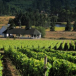 San Juan Vineyard