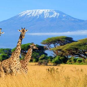 Kilimanjaro Honeymoon Fund