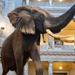Smithsonian National Museum of Natural History
