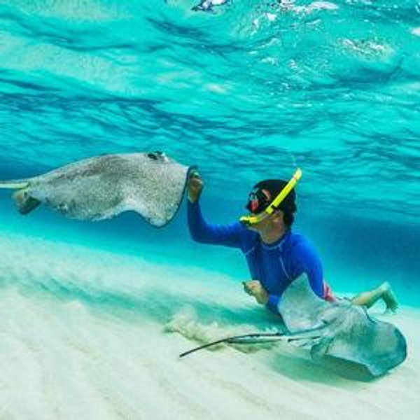 Snorkeling with Manta Rays