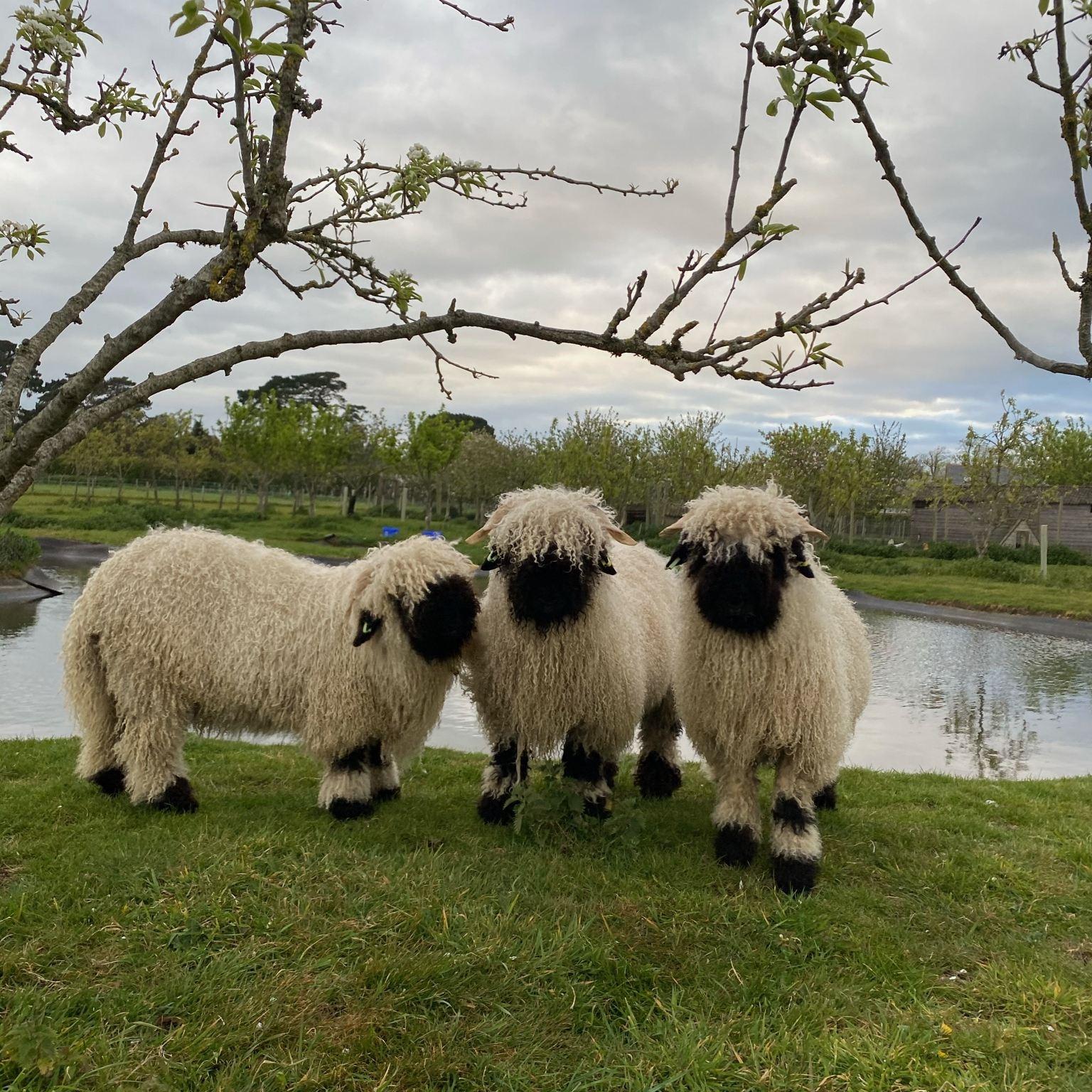 Jim Henson sheep