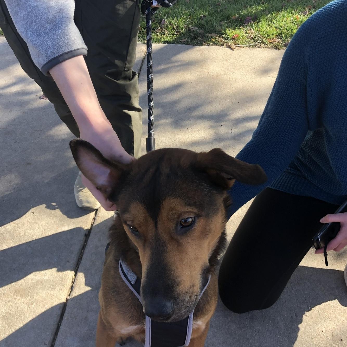 Louie’s adoption day!